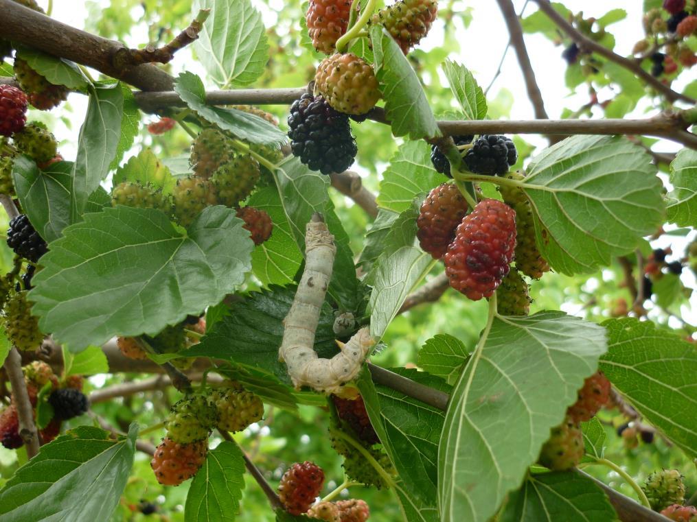 CROPS REFERENCED Mulberry - The mulberry trees are quite like those of Spain, just as tall and larger, but the leaf is softer and better for silk, and the mulberries are better eating and larger than