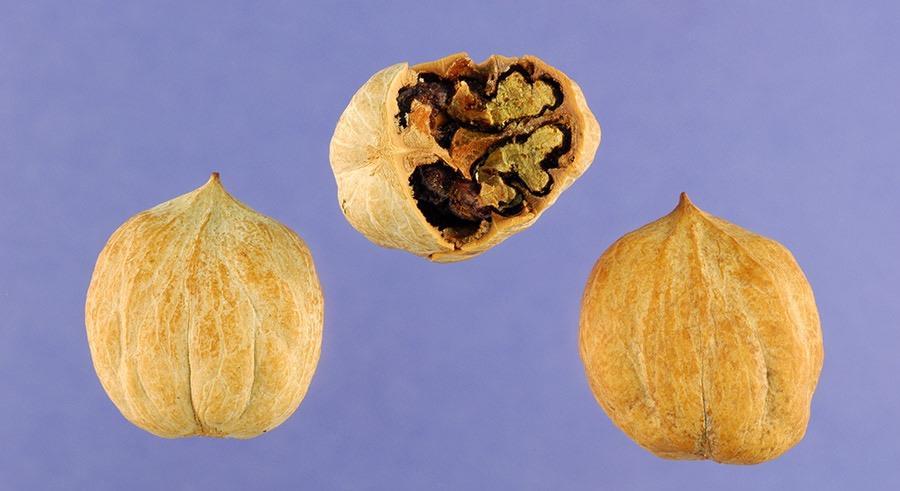 CROPS REFERENCED Juglandaceae From the great river westward, the walnuts differ from the others, for they are easier to crush and shaped like acorns.