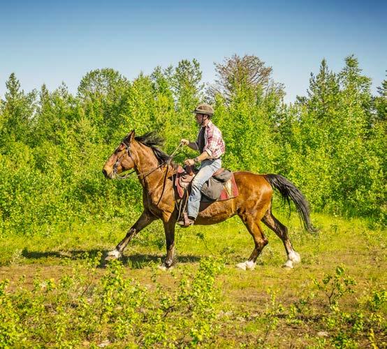 experienced riders are welcome. Our horses are Find your way through the forest with use of a GPS.