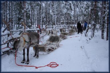 00:30 Transfer back to Kuohu Mansion 01:30 Arrival back to Kuohu Mansion Day 5 12:30 - Meeting with your guide on the villa and transfer to Sierijärvi Forest 13:20 Meeting with the local reindeer Hop