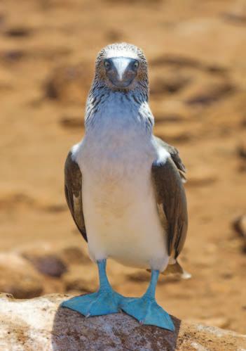 After a while, there weren t many trees left. Birds, such as the blue-footed booby and the frigate, no longer had places to build their nests. They began to die out.