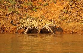 After lunch we ll go on a boat tour seeking for the majestic jaguar.
