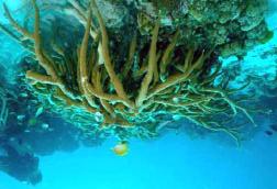 Smothering of coral