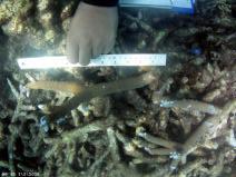 Reattachment of Coral Fragments on Natural Substrates After the