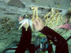 additional substrate for coral recruitment and attaching coral