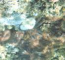 A CASE STUDY Creation of model coral communities by