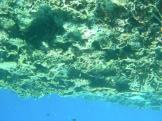 jp Coral reef in healthy condition Devastated coral reef