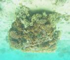 In the second experiment, corals did no t detach, and well survived and showed good growths.