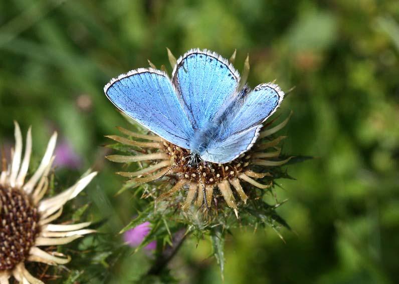 Adonis Blue at Mill