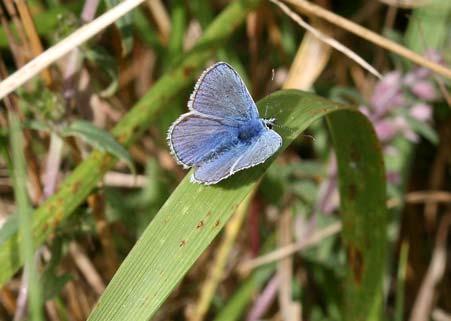 Common Blue (m) at Mill Hill View north from the Mill Hill s accessible walk LOCATION Explorer Map 122: Brighton and Hove Landranger (pink) Map 198: Brighton & Lewes Grid references: South car park