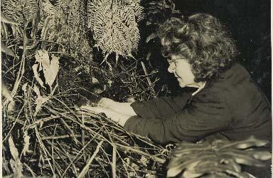 in nest (c. 1960).