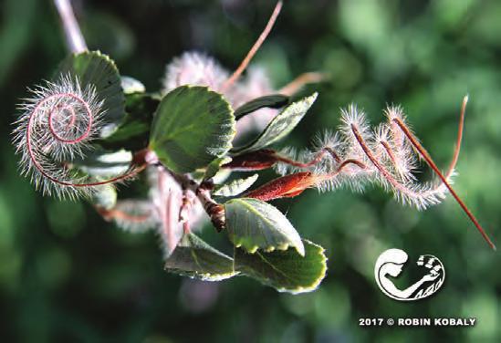 Closed Sunday The SummerTree Institute Making Environmental Education Irresistible Mountain Mahogany Discover the beauty and benefits of gardening with desert-smart, drough resistant plants!
