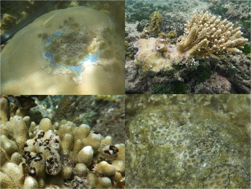 3.2 Benthic Surveys A total of 38 transects and 69 damage quadrats were completed in Coral Gardens and ecologically similar areas of reef to the north and south.