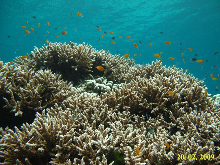 Discussion The coral communities at East of Eden and Ao Faiwab were dominated by corals that are susceptible to bleaching, therefore the
