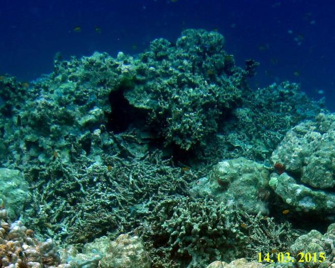 This study showed that the live coral cover at both reef sites slightly increased after the bleaching event.