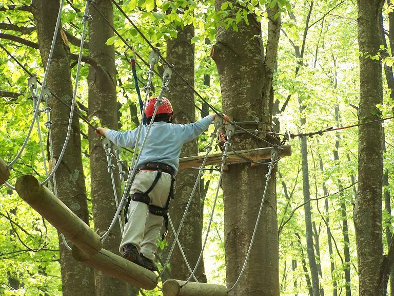 50 seats in a forest trees, six paths of varying difficulty, pulleys, rope bridges, ropes, steel cables, nets, ladders and lots of fun.