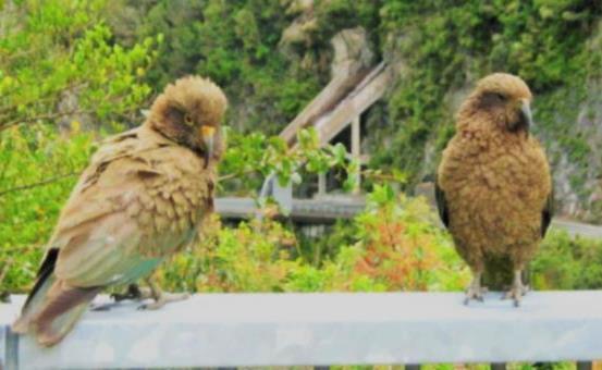 Seek out and hopefully find a unique South Island personality who is mischievous, inquisitive, comical and rowdy; the cheeky kea - the world s only alpine parrot.
