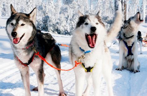 1 week package Husky Adventure Explore the winter wilderness - drive your own dog team! An experience you will never forget.