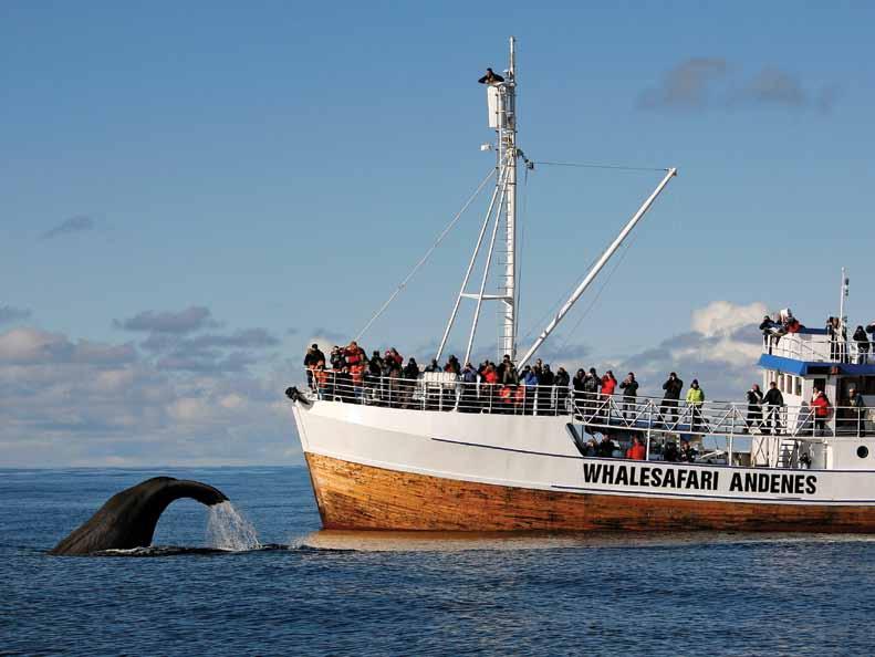 12 days Bergen - Kirkenes - Andenes GIANTS OF THE DEEP Vesterålen Whale-Watching Adventure Witness nature s gentle giants, the sperm whale, in their natural habitat Just an hour north-west from the