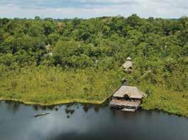 Fly to Coca and travel by CANOE downriver to the NAPO WILDLIFE CENTER in Yasuní National Park, your home base for the next three nights. (B,L,D) DAYS 3 & 4 Amazon.