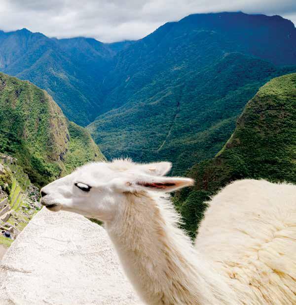 PRICED FROM $6,778 LAND/CRUISE ONLY* ECUADOR PERU IQUITOS Amazon 3 Pacific Ocean LIMA 1 2 MACHU PICCHU 1 1 SACRED VALLEY PISAC 2 CUSCO SMALL-GROUP DISCOVERY. NEVER MORE THAN 24 PASSENGERS IN A GROUP.
