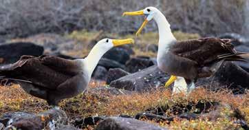 CRUISE WGG WAVED ALBATROSS MACHU PICCHU MARINE IGUANAS DAY 12 (B,L,D) FLOREANA ISLAND Pink Flamingos, Gliding Rays, and a Message in a Barrel DAY 15 (B) QUITO, ECUADOR Your vacation ends with