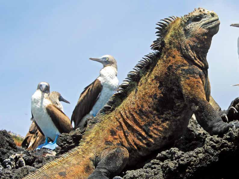 MARINE IGUANA AND BLUE-FOOTED BOOBIES YOUR VACATION North Seymour Baltra Santa Cruz 4 Santa Fé Yacht for Day Tours GALÁPAGOS ISLANDS Pacific Ocean Maximum elevation on vacation is 9,350 ft.