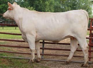 CHARDEL PARADISE 232B 2UP LIMITED EDITIONL147 PALGROVEESTELLA14PKJ124E SKYMONT MISS 0207 EPDs: 4.6 0.8 15 31 2 5.7 9 0.7 Due to calve on 10-27-10 to SRC Mr Opie T113.