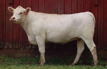 35 36 Her service sire SRC Mr Opie T113 is a son of LT Bluegrass 4017 P and out of JWK Verna E225 ET. Her dam sells as Lot 41.