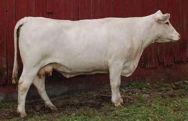 1 Due to calve in September to OHF Ali Mark Again H111 ET Polled. This is D029 s natural calf out of the $52,000 LT Western Spur.