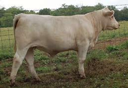 Lot 41A Polled bull calf, #1229, born: 11-4-09, sired by Cooley Royce 1107T39, BW: 86 lbs.