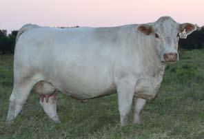 His fantastic dam #1107N60 (pictured above) had sold the previous June for $5,750 to Bruner Polled Charolais in Texas.
