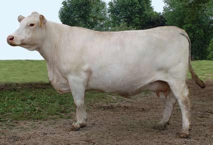 1 L02 Cow Family Observed bred to Cooley Royce 1107T39 on 5-22-10. There have been some great Cigar daughters throughout the Charolais industry, but this may well be the best of them all.