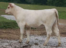 Lot 1 s dam SCV Miss Rocky A375 was purchased out of the Stipe herd in Montana for F & F Charolais by Floyd Wampler, when he thought she was the very best brood cow in that herd. On Mr.