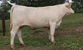 L02 has been flushed four times, once each to Wyoming Wind, Mac 2244, Impressive D040 and Three Trees Wind 2638, a flush mate to #0383. Those female progeny sell in the following lots.