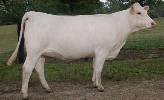 Another daughter by Wyoming Wind was sold in the National Charolais Sale in Fort Worth, Texas where at ten-months of age she commanded $4,250.