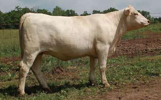 Another set of full sisters that need to be considered, as they are sired by a full flush brother to Three