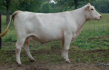 Spring Pairs 13 14 MS COOLEY CIGAR 1107N3 01/29/2003 F974211 POLLED M434790 MS CCR IMPRESS 1107J21 P F864771 MS CCR SK EAS 1107G7 PET WCR SIR PERFECTION 734 LHD MS SHOWME OFF W159 LHD MR BELLMARK