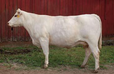 Lot 13A Polled bull calf, #1024, born: 2-1-10, sired by Cooley Royce 1107T39, BW: 78 lbs. 15 16 Lot 14A Polled heifer calf, #5710, born: 5-7-10, sired by Cooley Royce 1107T39, BW: 81 lbs.