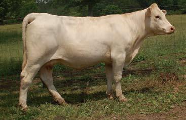 1 Pasture exposed from 4-21-10 to sale date to Cooley Royce 1107T39. Her dam is one of the best Peugeot daughters in the country. Her daughter sells as Lot 18.