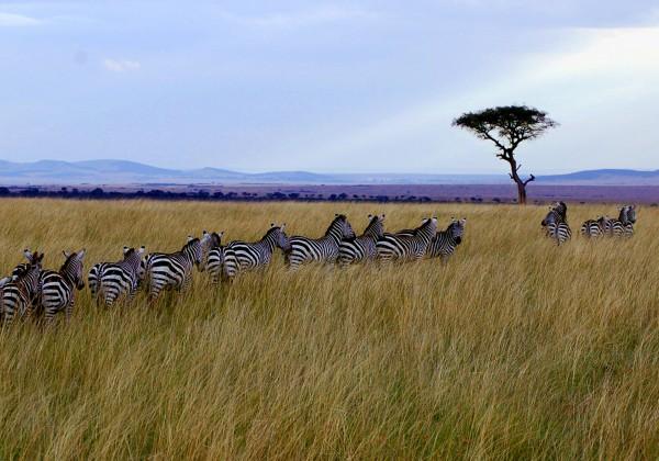 Days 16-19 : Serengeti & Ngorongoro Nairobi - Arusha (Tanzania). Leaving Nairobi, we cross the border into Tanzania.