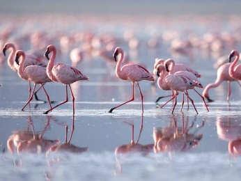 Lake Nakuru Lodge The lodge is situated in the heart of one of Kenya s most densely populated wetland national parks.