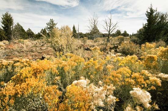 issue 128 - page 9 Rabbit brush and sage Farther down Blue Lake Road, beyond the junction with Red Rock Road, bright yellow rabbit brush and sage was growing prolifically.