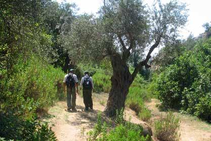 Ajloun Forest Reserve The Oak Forest Escape Dominated by open woodlands of Evergreen Oak, Pine, Carob, Wild Pistachio and Arbutus Andrachne, this area has a long history of human settlement, due to
