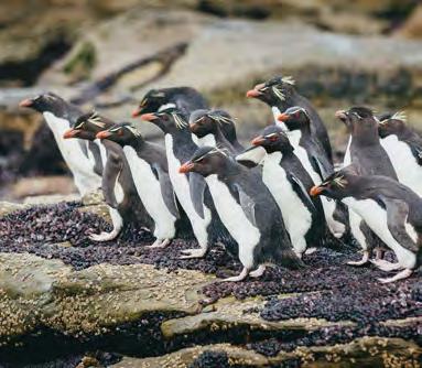 If you re lucky, you may even spot king penguins here as well! You can expect to see blackbrowed albatross, plus two endemic bird species Cobb s wren and the flightless Falkland steamer duck.