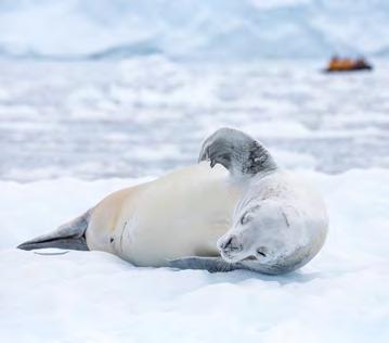 Seals can be spotted on ice floes, and later in the season, humpback whales occasionally breach the icy waters.