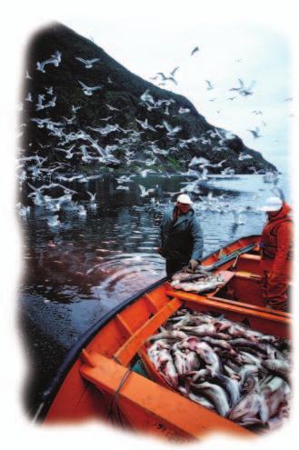 In 1992, the Canadian government closed the 500-year-old cod fishery in Newfoundland.