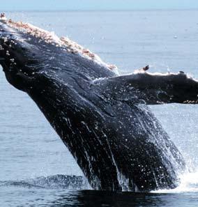 FEARN S 2009 BAY AREA TRAVELER INFO GUIDE - of 8 WHALES!