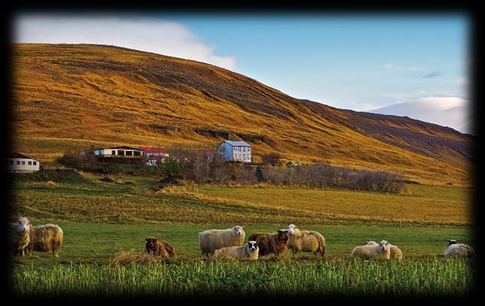 We will drive straigt towards the West-fjords to the historic farm Sauðafell in Dalir and stay there in a renovated old, wooden house.