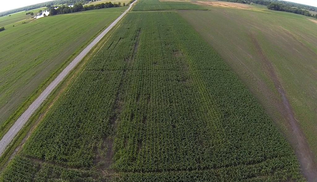 South View North Plots Corn - Cover Crop